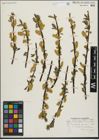 Foto von Salix maccalliana Rowlee